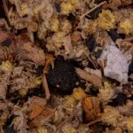 Nahaufnahme der Räuchermischung Kraft und Zuversicht