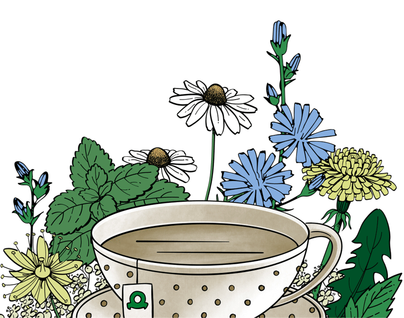 Illustrationen von Kräutern und einer Teetasse