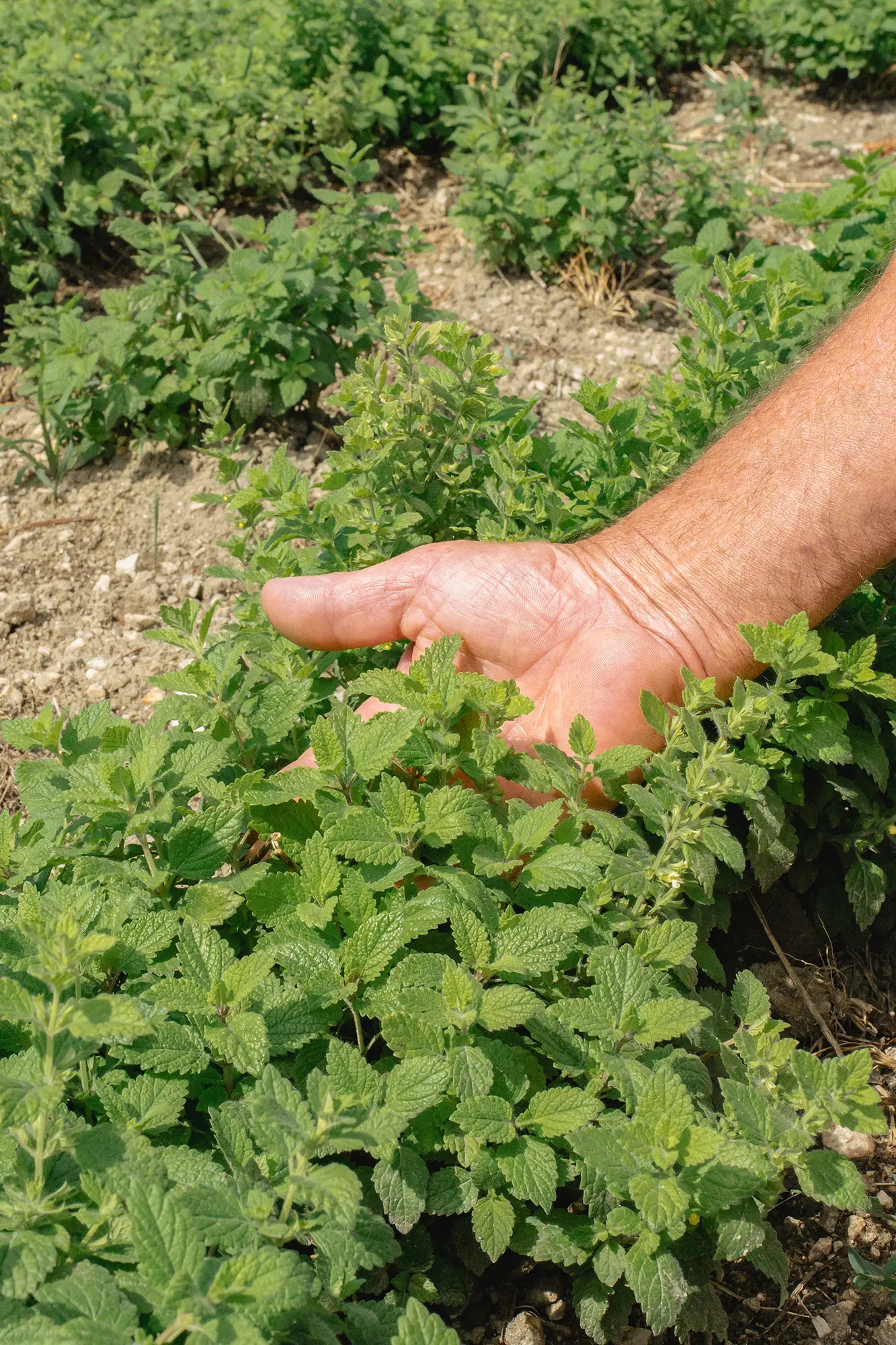 Eine Hand greift ins Melissenfeld