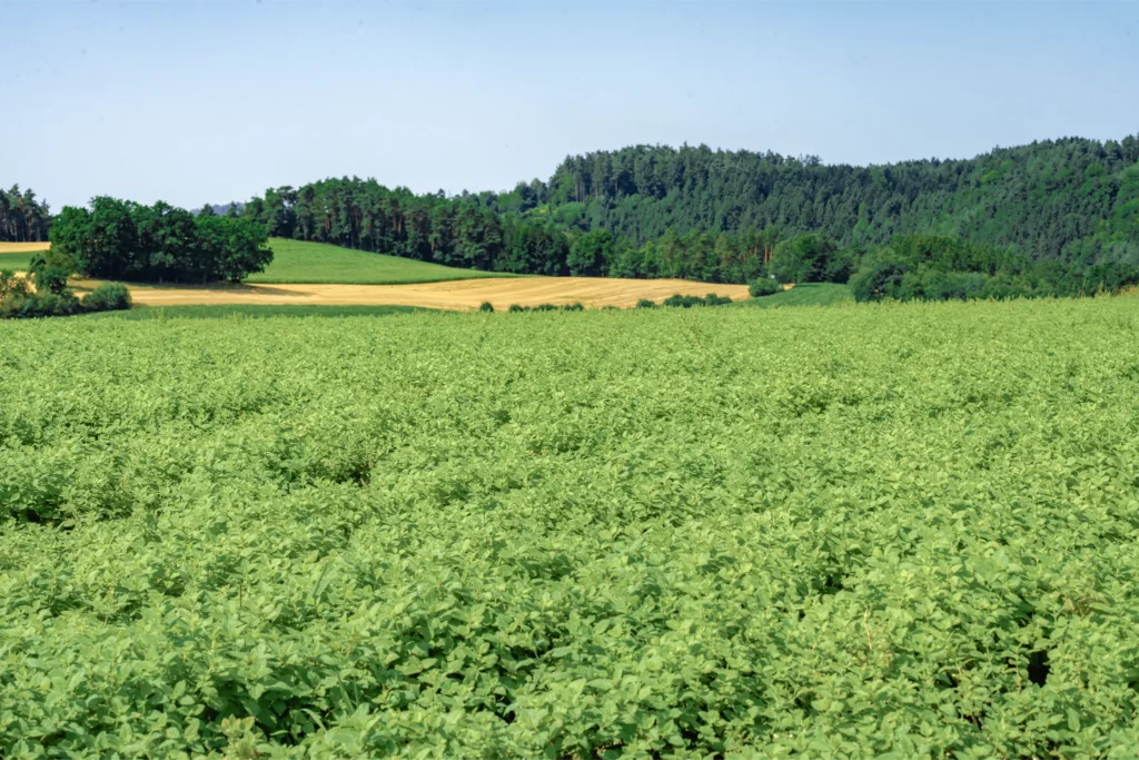 Blick über ein Melissenfeld