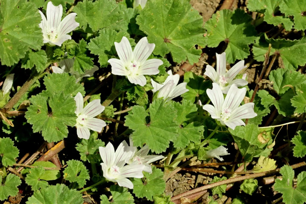 Die Blätter und weißen Blüten der kleinen Käsepappel